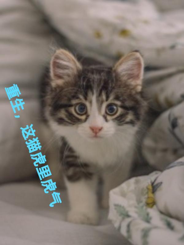 重生这猫虎里虎气的