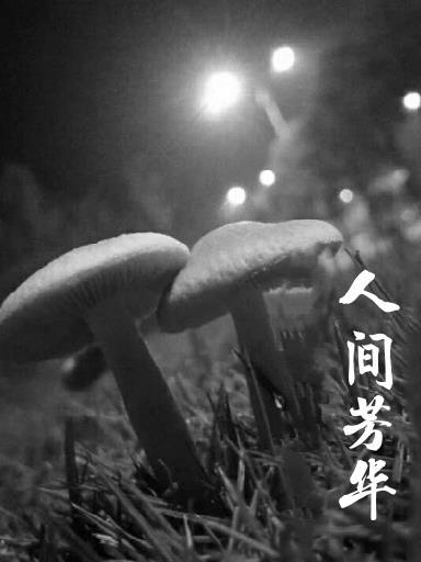 人间芳华的寓意和含义